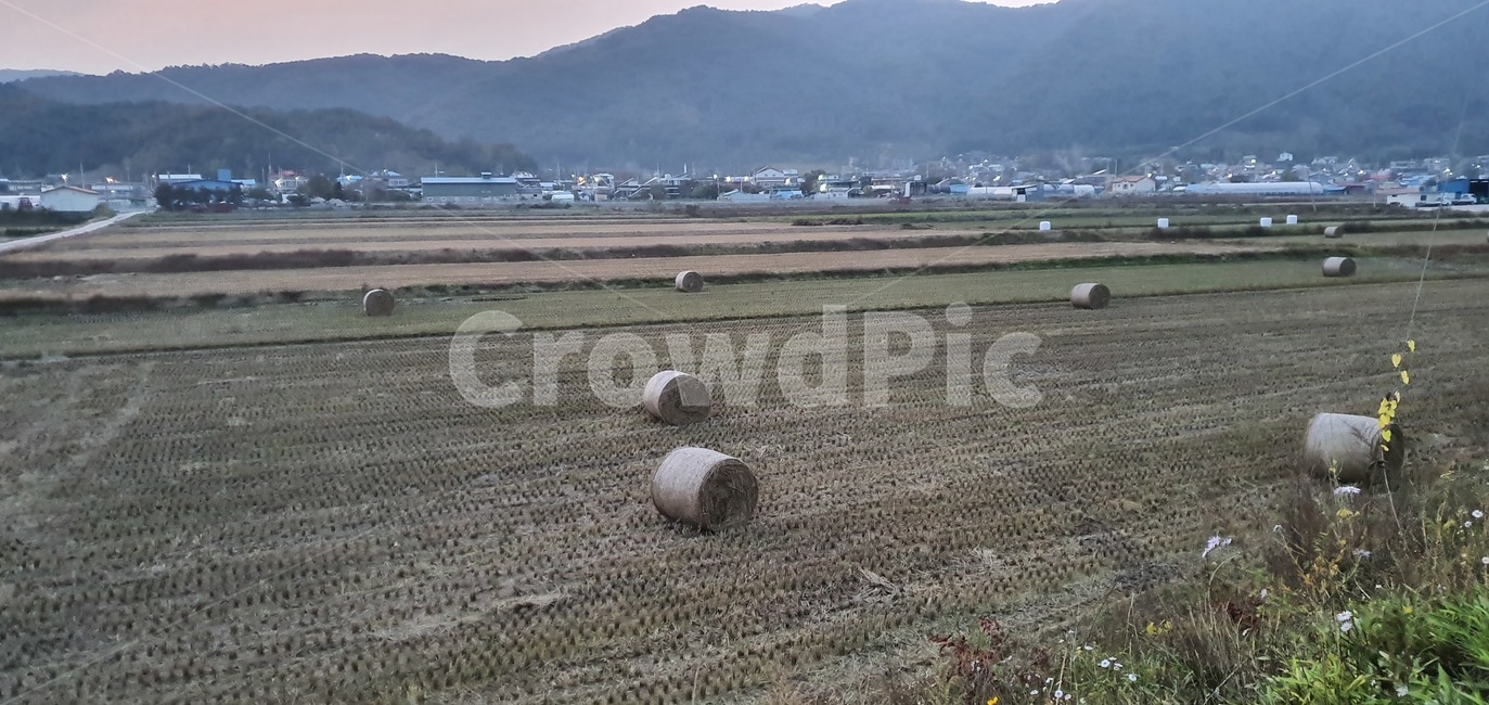 들판,가을,추수,crop,harvest,farm,farming,farmer,plant,field,nature,harvesting,agricultural,agriculture,industry,landscape,machine,background,equipment,natural,green,biomass,season,plantation,harvester,rural,production,countryside,machinery,sugar,cane,cultivate,sunset,농업,농사,agriculture,farming,farming industry