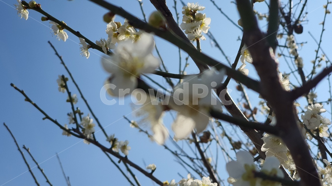 꽃,식물,flower,blossom,활짝,흰색,나뭇가지,식물,자연,plants,nature,꽃,flower