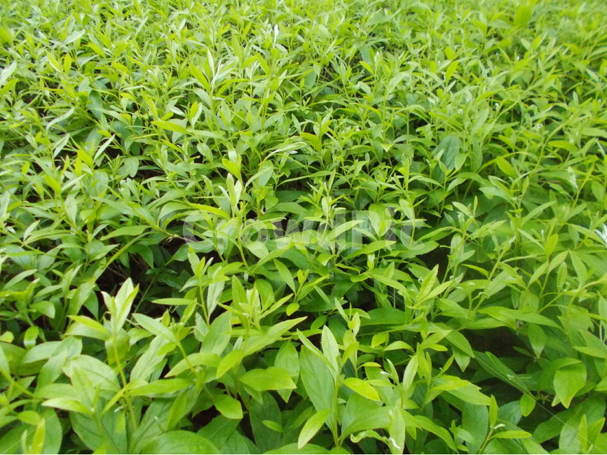 자연,신선함,싱그러움,내추럴,프레쉬,푸른,식물,자연,plants,nature