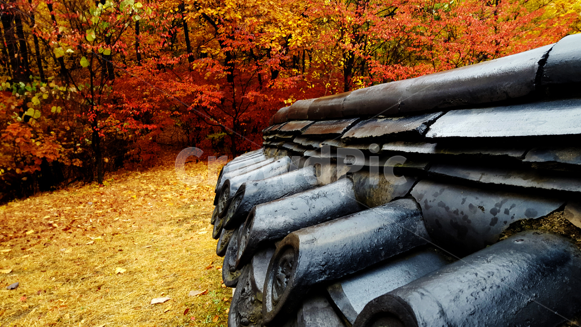 가을,기와,단풍,가을비,전통기와,단풍놀이,가을,계절,fall,autumn,season