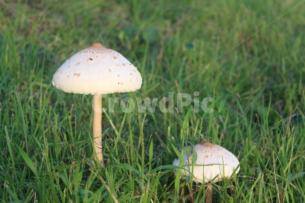 버섯,mushroom,식물,plant,amanita,식물,자연,plants,nature,버섯,mushroom