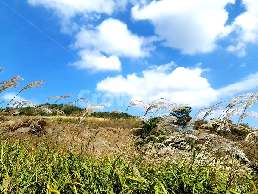 영인산,억새,하늘,가을,풍경,해,뭉게구름,가을,계절,fall,autumn,season,자연,풍경,nature,landscape,plant,식물,grass,잔디,lawn,reed,갈대
