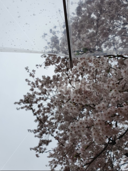 우산,봄비,벚꽃,나무,비,봄,계절,spring,season,plant,식물,blossom,꽃,flower