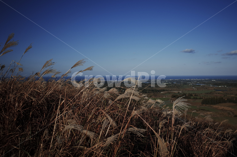 plant,식물,grass,잔디,억새,억새풀,들판,nature,자연,옥외,outdoors,reed,갈대