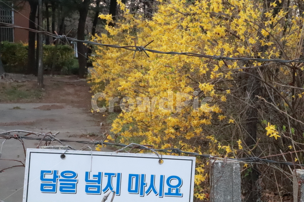 철조망,개나리,접근금지,철,담,봄,계절,spring,season,식물,자연,plants,nature,꽃,flower,tree,나무,plant