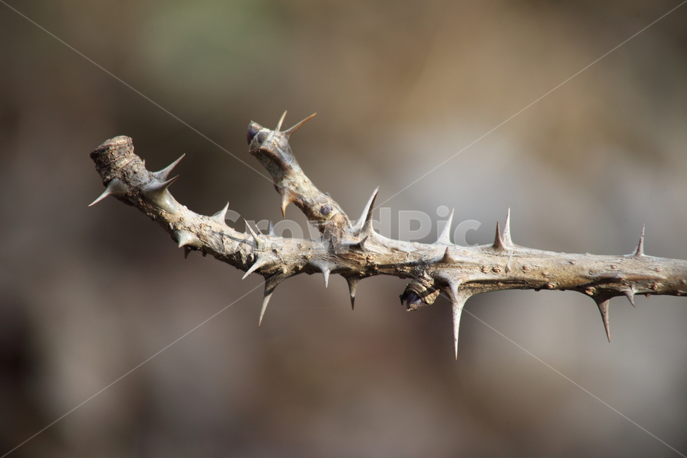 음나무,엄나무,가시,약용식물,castoraralia,식물,자연,plants,nature