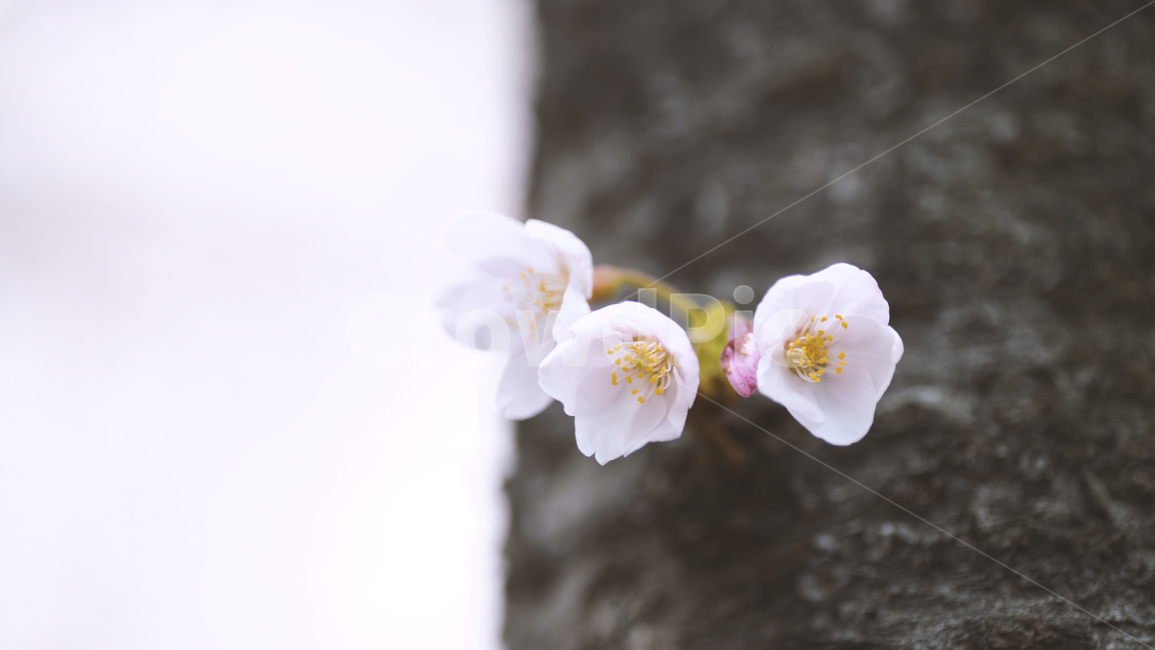 봄,벚꽃,cherryblossom,flowers,벚꽃나무,꽃비,벚꽃비,봄꽃,계절,spring,season,식물,자연,plants,nature,꽃,flower,나무,trees,wood,감성,sensible,feeling,배경화면,이미지,감성사진,봄,계절,spring,season,식물,자연,plants,nature,꽃,flower,plant