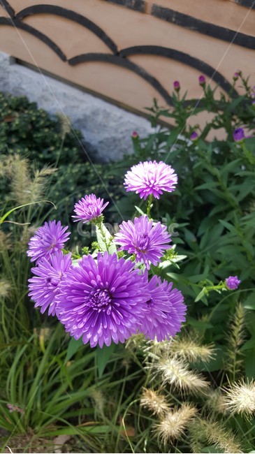 자연,나들이,풀,꽃,보라꽃,flower,식물,자연,plants,nature,꽃,flower