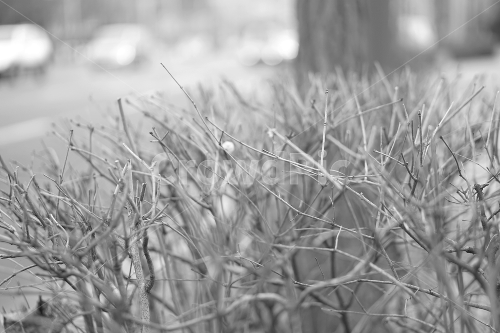 겨울,나무,흑백,빈티지,추상,감성,blackandwhite,cold,plant,nature,자연,식물,자연,plants,nature,나무,trees,wood,흑백,모노톤,monochrome,black and white