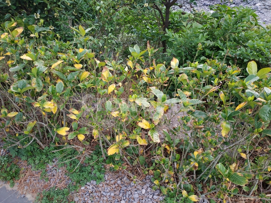 풀,식물,plant,자연,경치,식물,자연,plants,nature