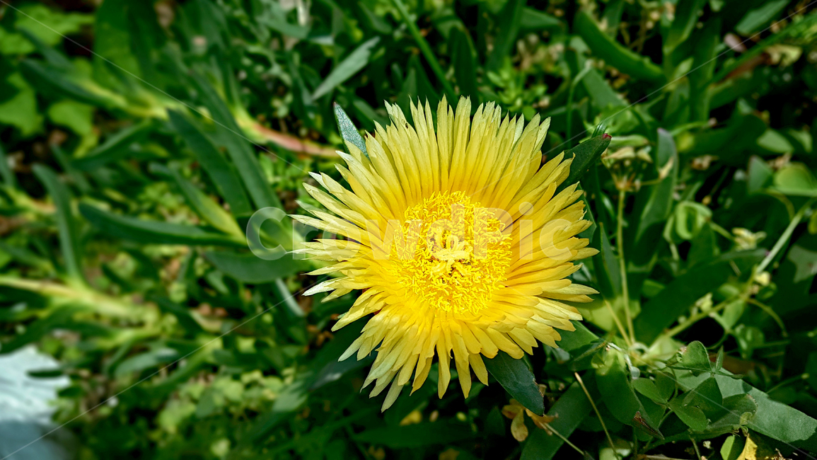 꽃,flower,식물,plant,정원