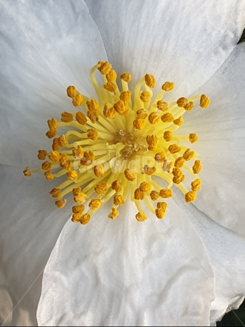 꽃,자연,식물,배경,감성,힐링,흰동백,동백,겨울꽃,식물,자연,plants,nature,꽃,flower