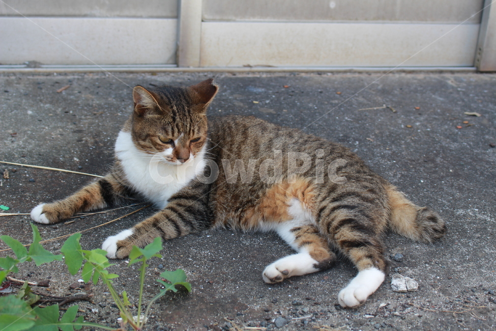고양이거리,고양이,고양이한마리,그늘,pet,동물,animal,포유류,mammal,고양이,cat,kitten,kitty