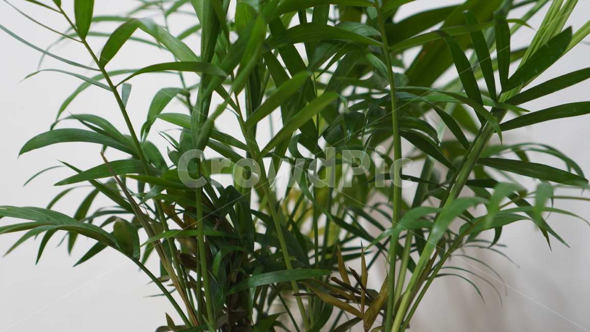 plant,식물,테이블야자,야자,풀