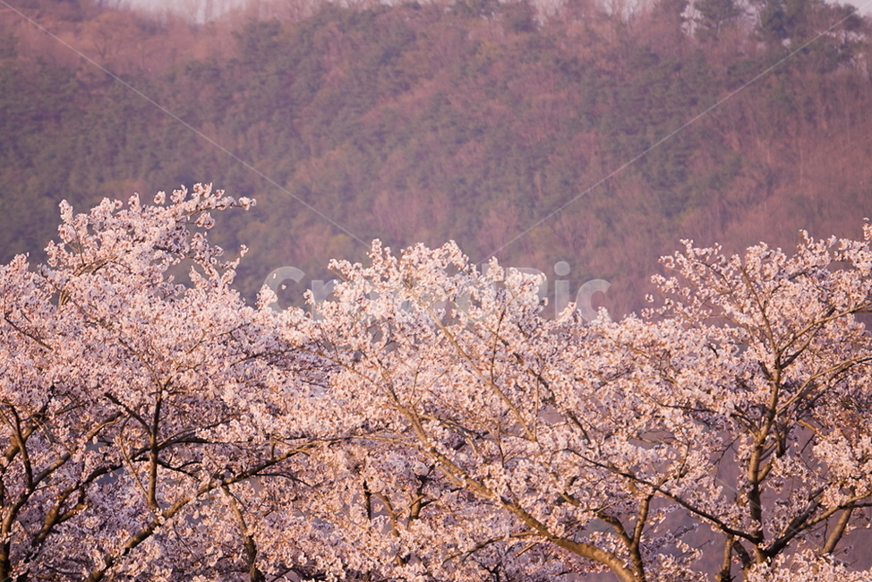 벚꽃,벚꽃놀이,꽃놀이,봄,산,자연