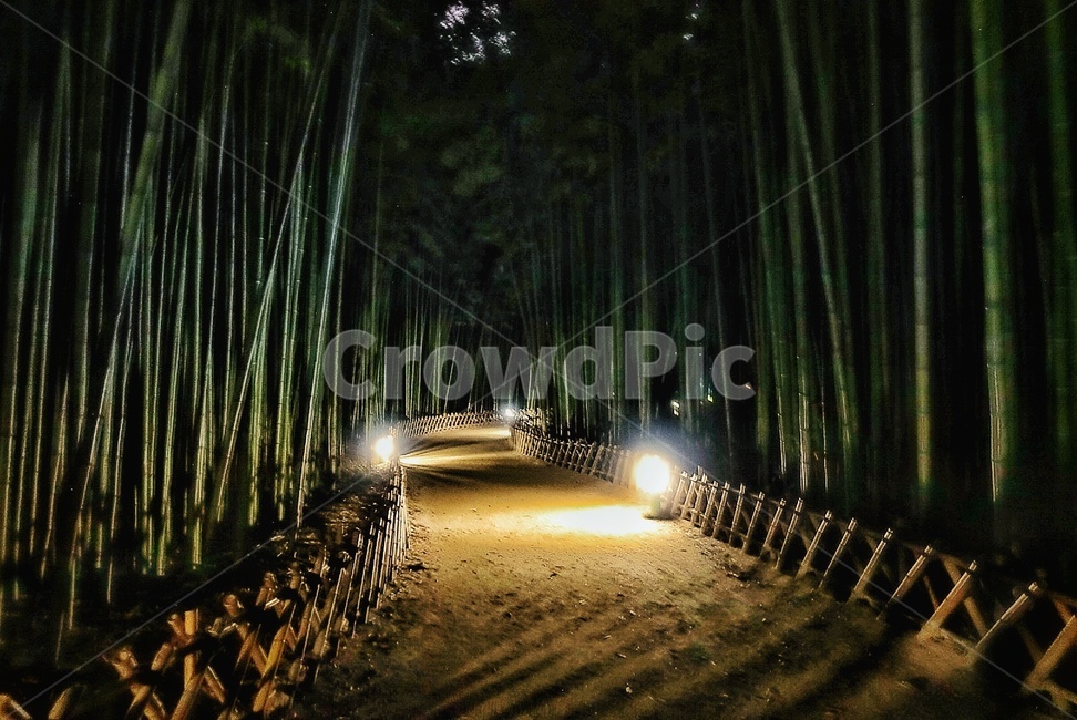 저녁,산책,길,대나무,숲,조명,자연,풍경,nature,landscape,야경,밤,nightscape,night,plant,식물