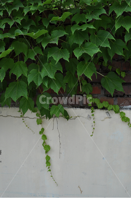 plant,식물,leaf,잎,아이비,덩쿨,담벼락,담,벽돌,식물,자연,plants,nature