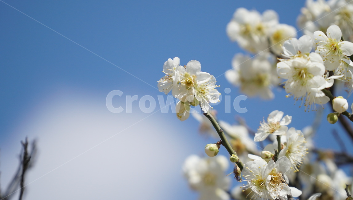 봄,꽃,벚꽃,하늘,나무,구름,봄,계절,spring,season,식물,자연,plants,nature,꽃,flower,plant