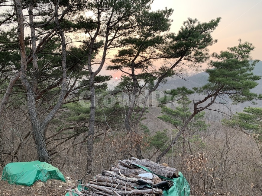 소나무,노을,뒷산,가을산,가을풍경,자연,풍경,nature,landscape,tree,나무,plant,식물