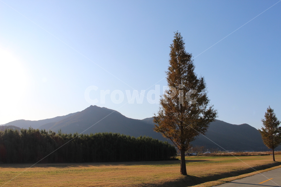 tree,나무,plant,식물,abies,fir,전나무,식물,자연,plants,nature,나무,trees,wood