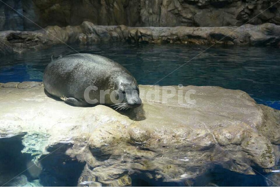 물개,게으른,해양동물,아쿠아리움,해양생물,바다,seal,lazy,wildlife,aquarium,underwater,marine,sea,marinelife,sealife,blue,water,동물,animal