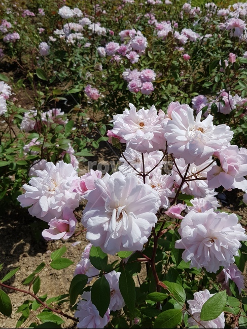 식물,꽃,제라늄,flower,plant,blossom,geranium,한국,핑크색,식물,자연,plants,nature,꽃,flower