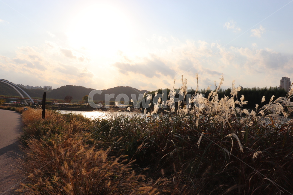 가을,억새,태화강,울산,억새풀,태화강억새,노을,노을진,풍경,강,가을,계절,fall,autumn,season,plant,식물,grass,잔디,lawn,reed,갈대