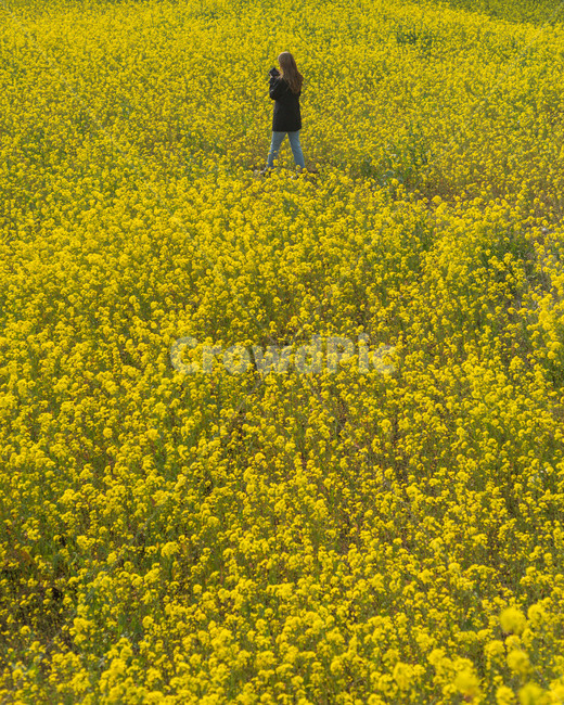 유채꽃,꽃,봄꽃,제주도,꽃밭,식물,자연,plants,nature,꽃,flower