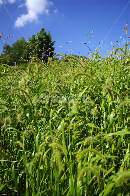 하늘,식물,초록,풍경,구름,자연,plant,자연,풍경,nature,landscape