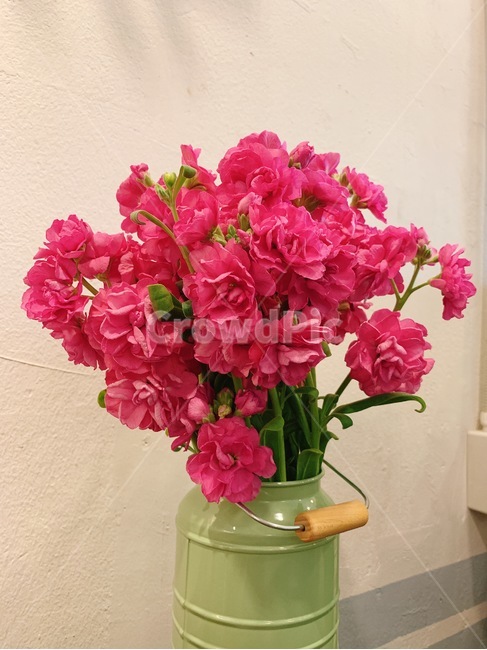 꽃,핑크,핑크꽃,화병,꽃꽃이,플라워,감성,틴케이스,화분,꽃,flower,실내용화초,화분,화초,house plant