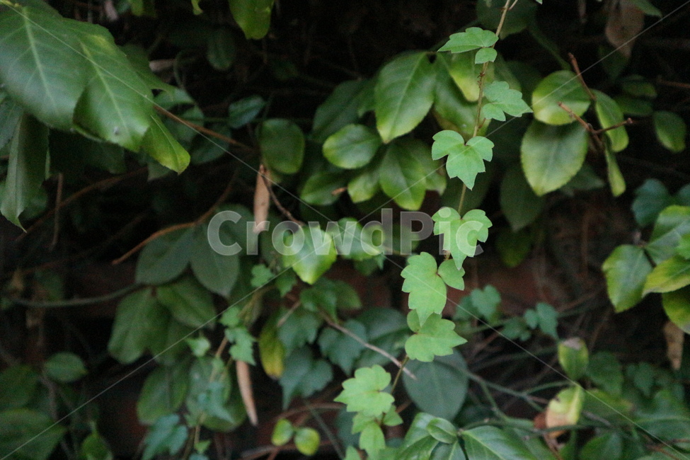 식물,초록,자연,green,나뭇잎,식물,자연,plants,nature