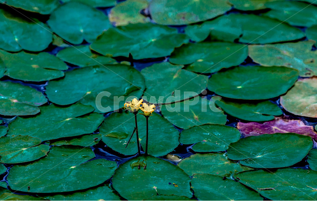 연잎,수련,연,식물,자연,감성,꽃,식물,자연,plants,nature,꽃,flower