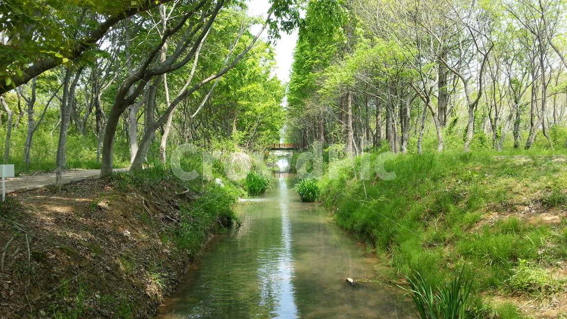 경주,산림환경연구원,나무다리,풍경,나무,자연,풍경,nature,landscape,ditch,도랑,water,물,outdoors,옥외