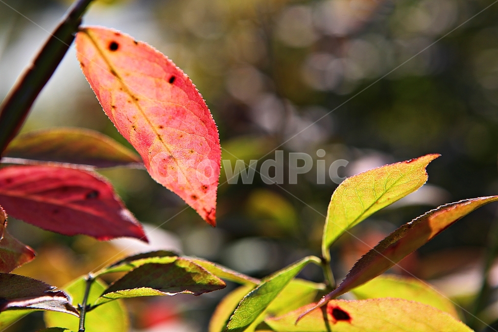 단풍,낙엽,잎,나무잎,가을,식물,자연,계절,색상,색감,칼라,가을,계절,fall,autumn,season,식물,자연,plants,nature,veins,정맥,leaf,plant