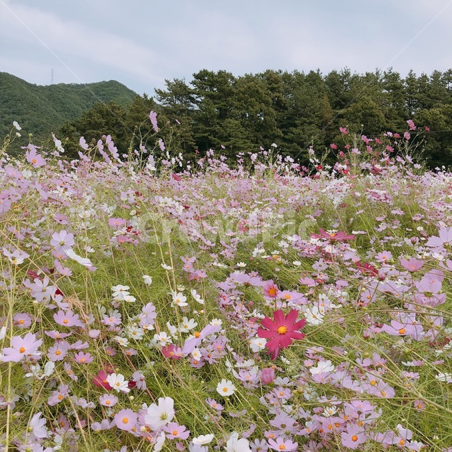 코스모스,들,자연,식물,숲,나무,농촌,풀,꽃,들판,국내,식물,자연,plants,nature,꽃,flower,나무,trees,wood