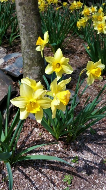 수선화,봄꽃,꽃,노란색꽃,plant,flower,식물