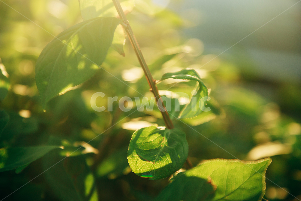 풀,풀잎,자연,빛,햇살,잎사귀,초록,감성,줄기,햇볕,green,nature,식물,자연,plants,nature,휴식,힐링,rest,relaxation,healing