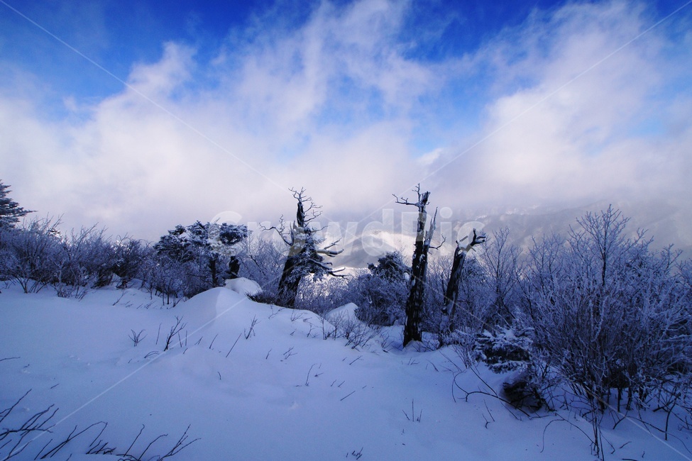 덕유산,설경,푸른하늘,눈,상고대,무주,주목,겨울,계절,winter,season,자연,풍경,nature,landscape,fir,전나무,tree,나무,plant,식물,outdoors,옥외