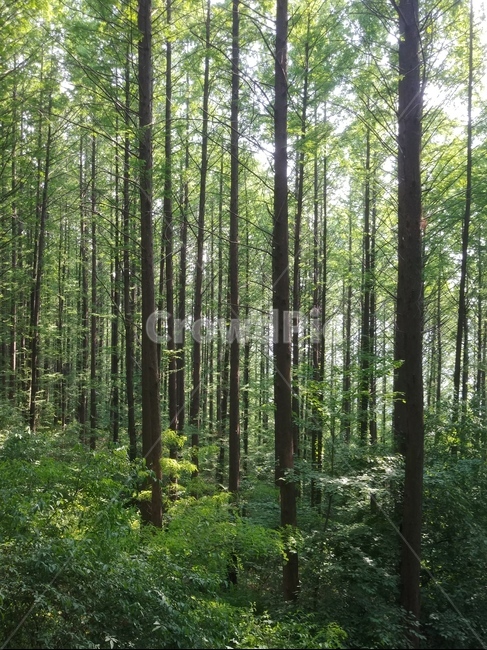 숲속,메타세콰이어,피톤치드,산림욕,싱그러움,숲길산책