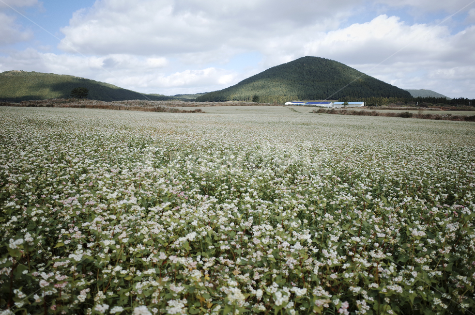 field,들,nature,자연,flower,blossom,plant,식물,메밀꽃,white,whiteflower,흰,하얀,흰꽃,하얀꽃,sky,하늘,cloud,구름,blue,green,들판,푸른,파란,초록,자연,풍경,nature,landscape
