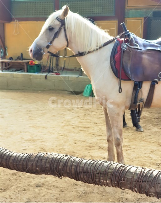 말,동물,승마,백마,마굿간,한국,민속촌,horse,animal,whitehorse,stablehorse,horsebackriding,동물,animal,포유류,mammal,산업,industry,industrial,목축업,목장,livestock farming,ranching,pasture