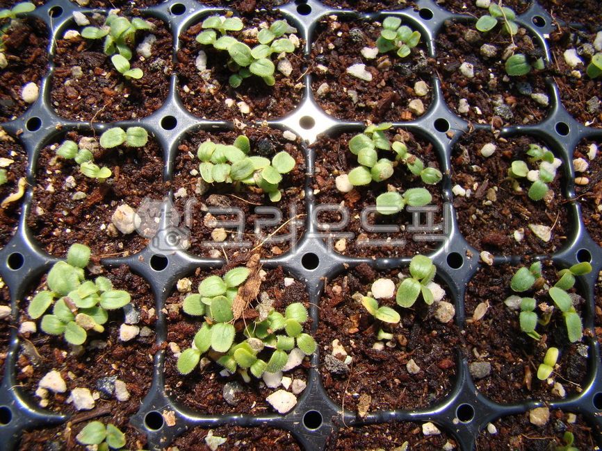 plant,식물,모종,참깨모종,봄,농사,시골,농촌,새싹