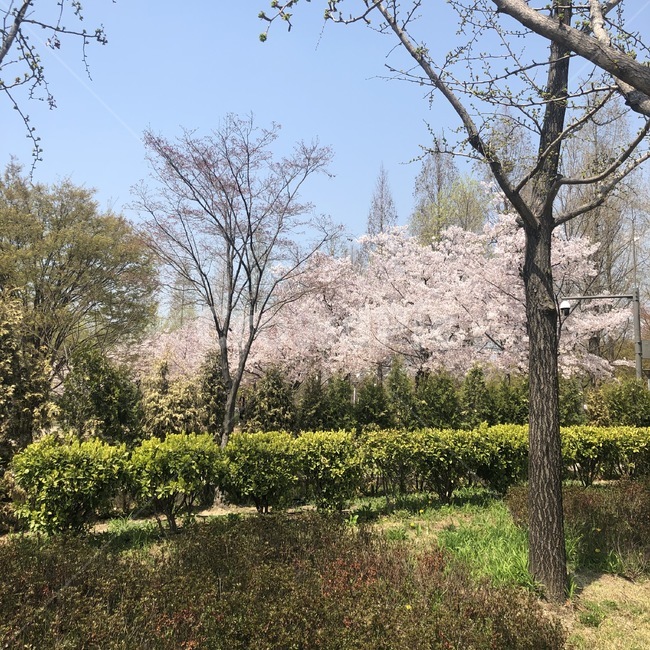 벚꽃,봄,서울숲,봄길,봄꽃,봄,계절,spring,season,자연,풍경,nature,landscape,plant,식물