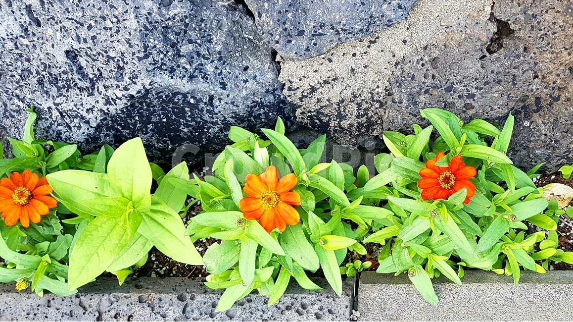 꽃,식물,담벼락,배경,여름,식물,자연,plants,nature,꽃,flower