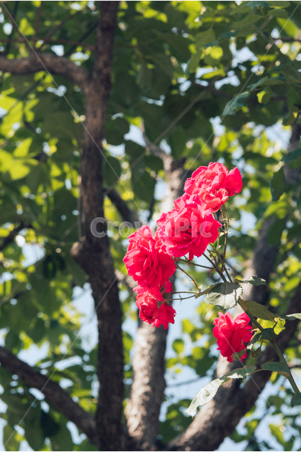 꽃,장미,rose,자연,식물,flower,장미꽃,맑음,식물,자연,plants,nature,꽃,flower,감성,sensible,feeling