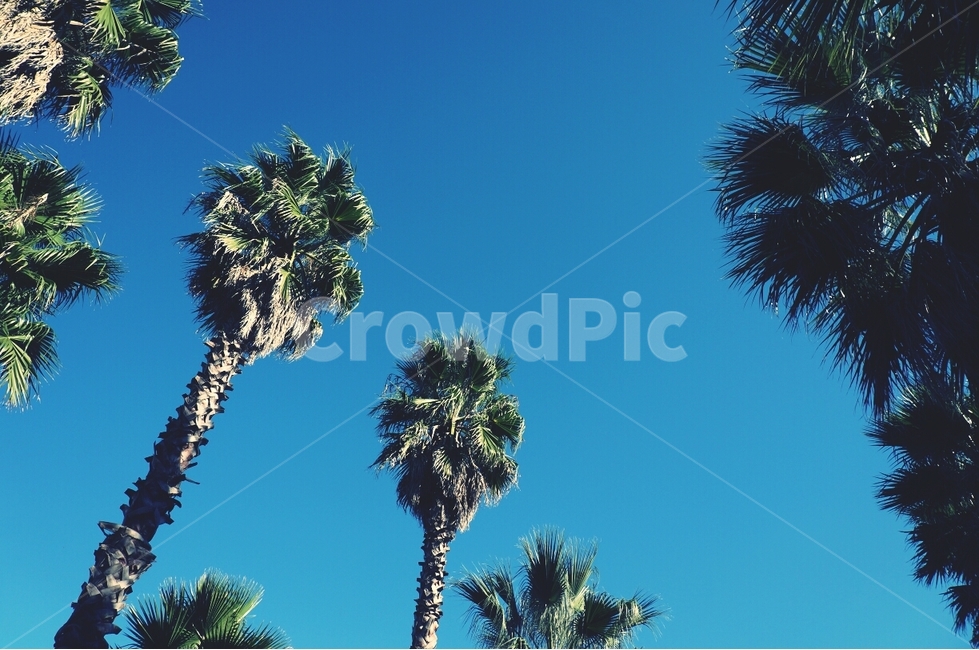 tree,나무,야자수,palmtree,summer,여름