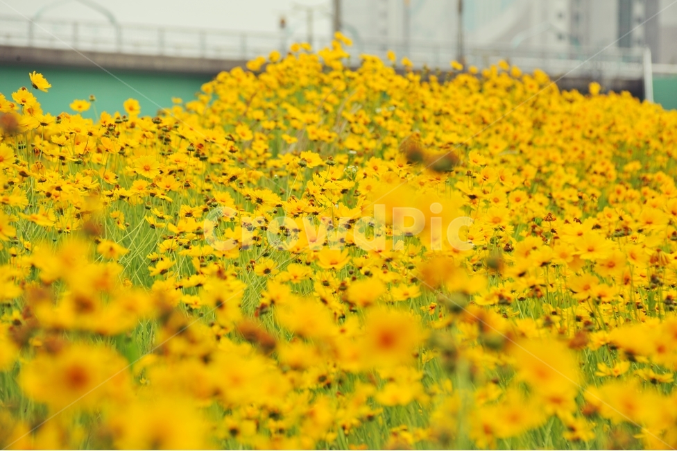 금계국,노란꽃,꽃,초록,초여름,담장,金鷄菊,goldenwave,풀,식물,아웃포커스,자연,plants,nature,flower,sensible,feeling,emotion,색깔,색상,색채,색감,sense,color,sensitivity,feelingofcolor,yellow,식물,자연,plants,nature,꽃,flower