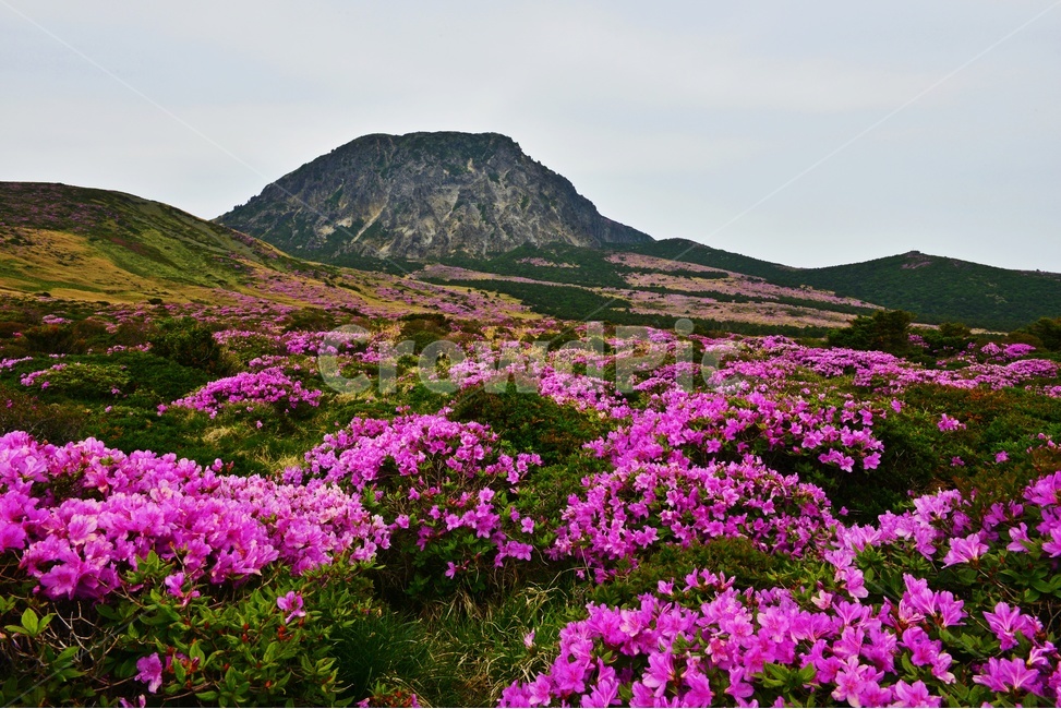 제주,한라산,한라산철쭉,한라산봄,봄,계절,철쭉,철쭉꽃,영실,윗세오름,언덕,plant,식물,nature,자연,outdoors,옥외,경치,경관,풍경,비경,제주비경,제주봄,자연,풍경,nature,landscape