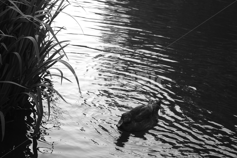 오리,자연,동물,흑백,쓸쓸함,고독함,외로운,호수,감성,필름,monochrome,blackandwhite,duck,nature,흑백,모노톤,monochrome,black and white