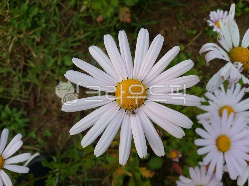 cosmos,cosmos,wildflower,awildflower,autumnflowers